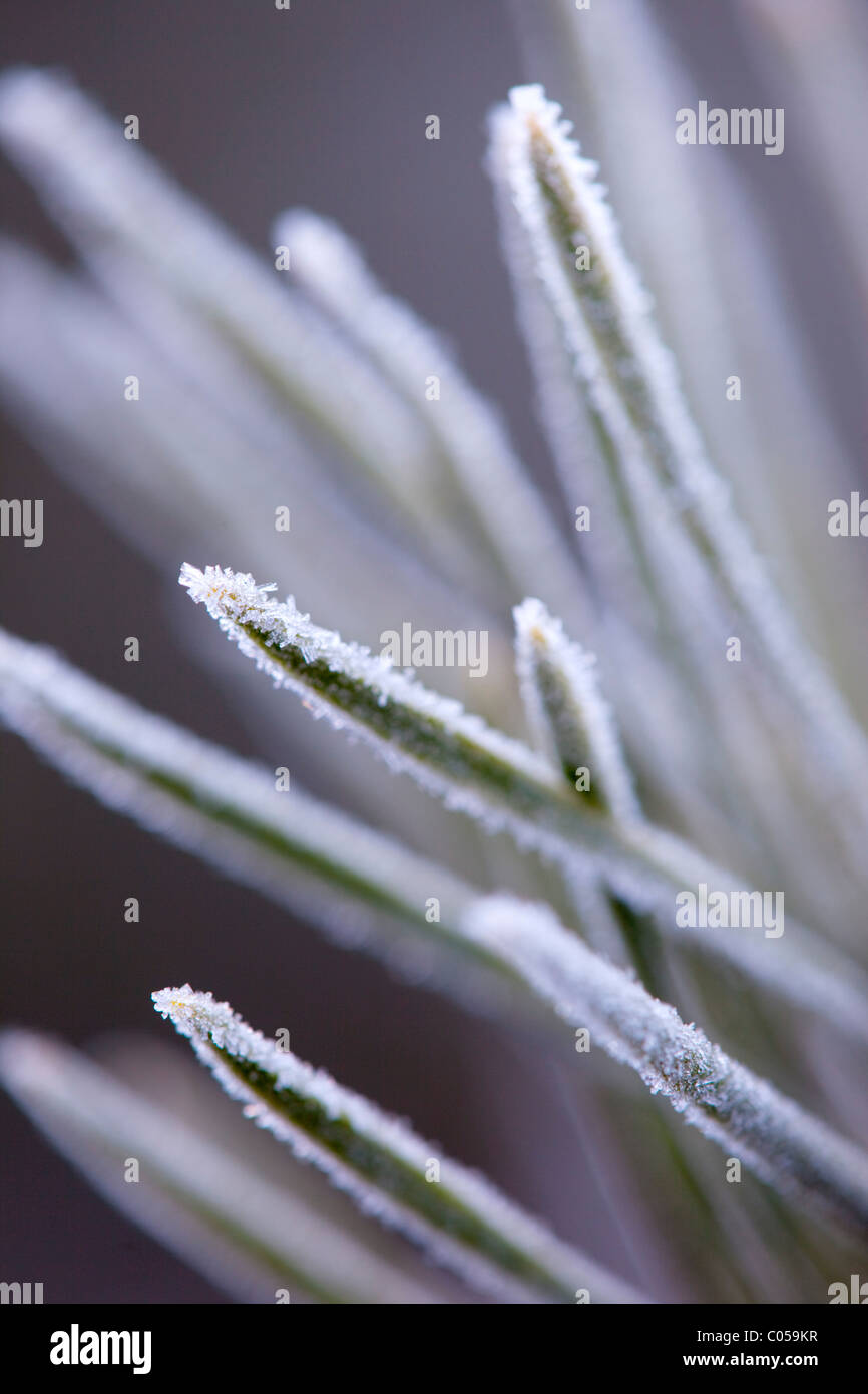 Le pin sylvestre, Pinus sylvestris ; feuilles en hiver ; le gel Banque D'Images