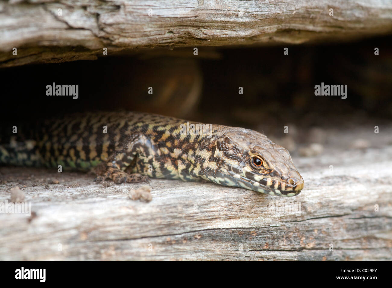 Lézard des murailles Podarcis muralis ; ; ; Corfe Castle Dorset Banque D'Images