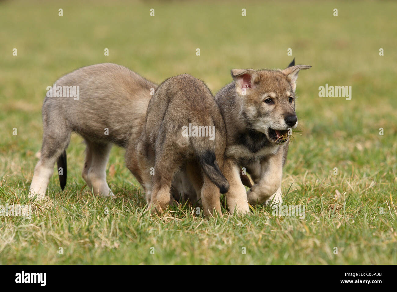 Chiot Chien Loup Saarloos Banque D'Images