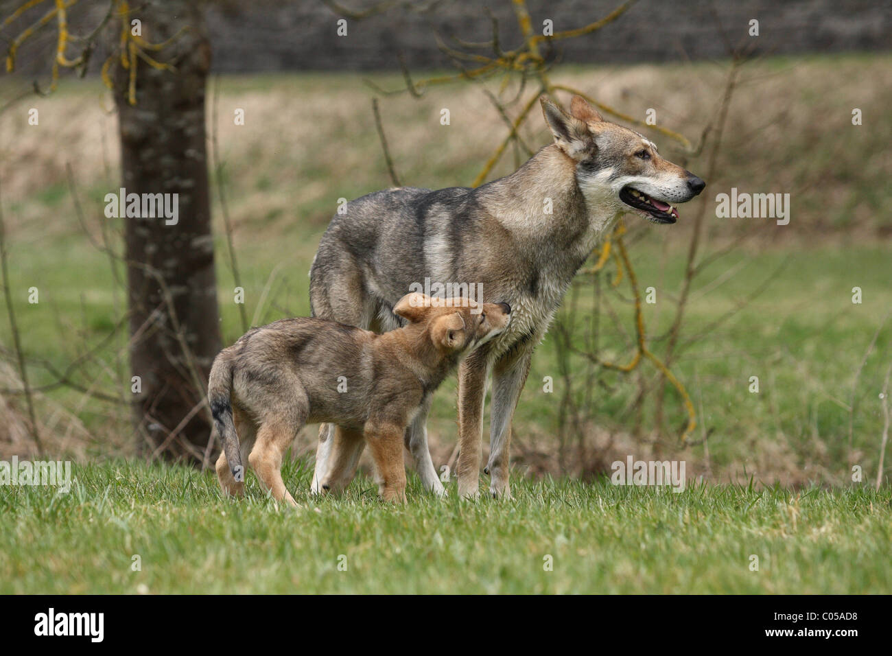 Chiot Chien Loup Saarloos Banque D'Images