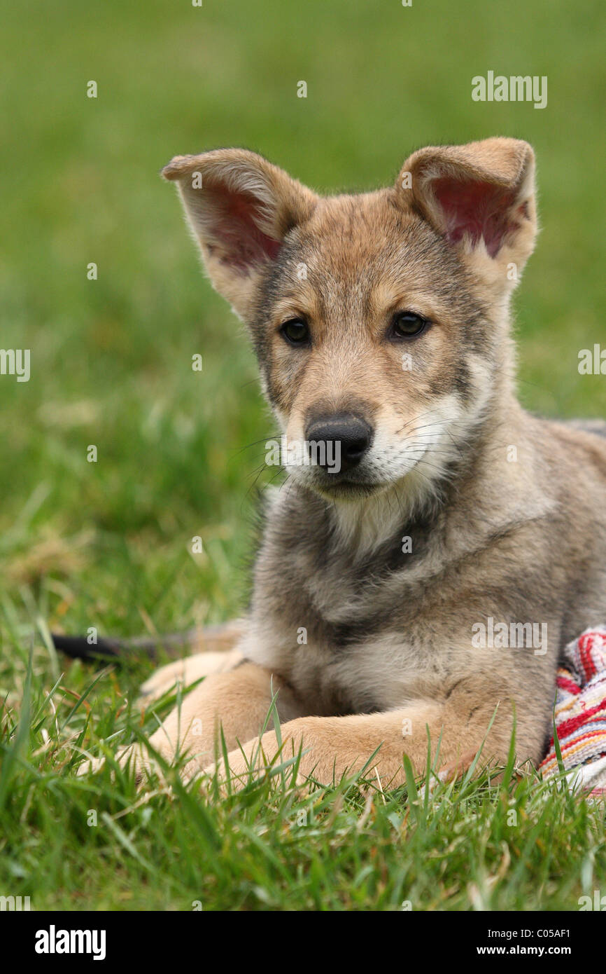 Chiot Chien Loup Saarloos Photo Stock - Alamy