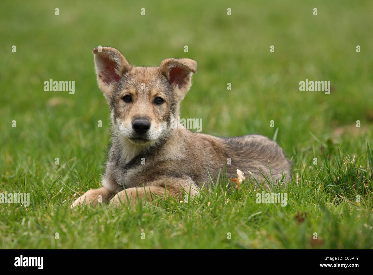 Chiot Chien Loup Saarloos Banque Dimages Photo Stock