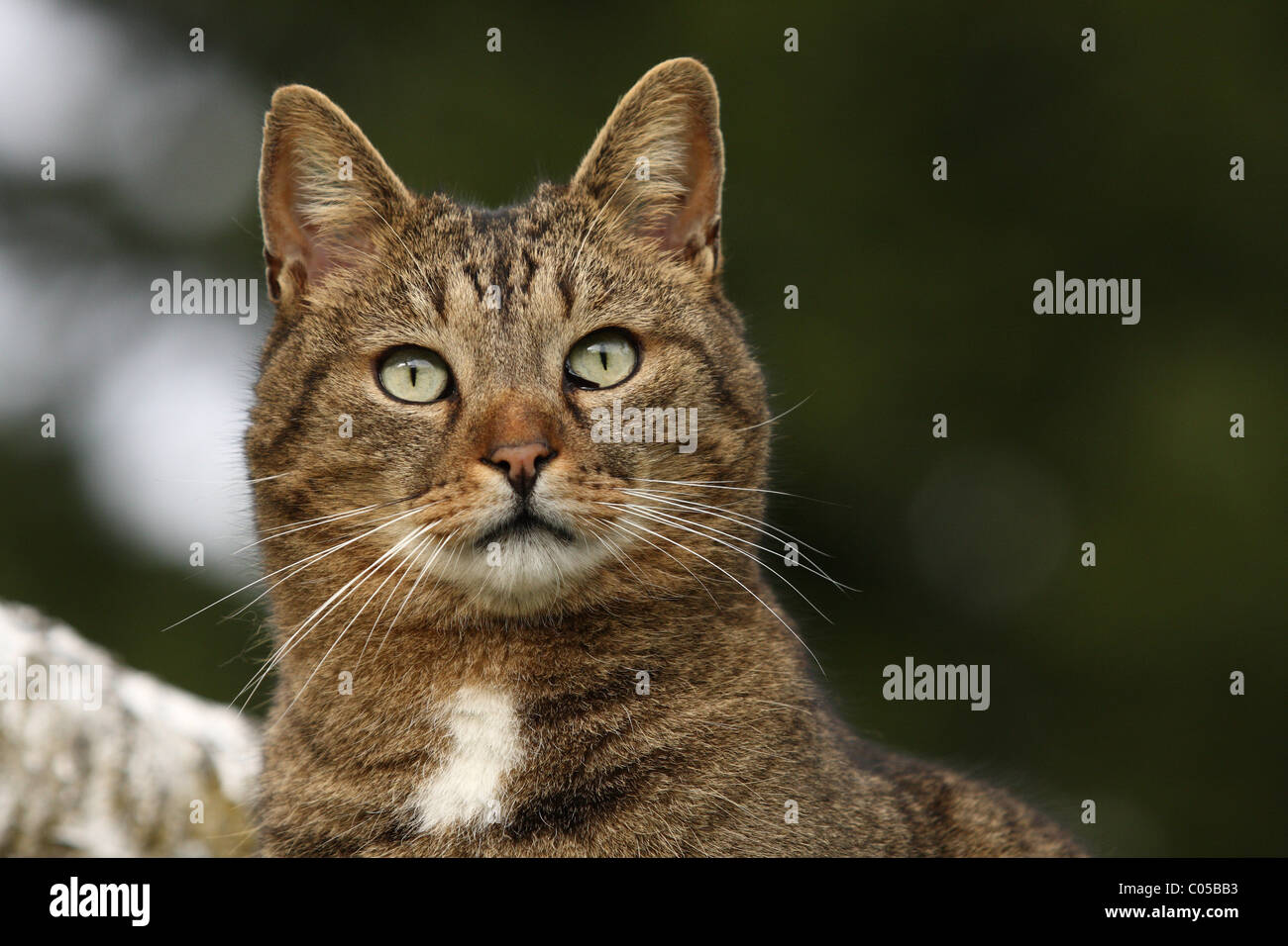 Chat domestique Banque D'Images
