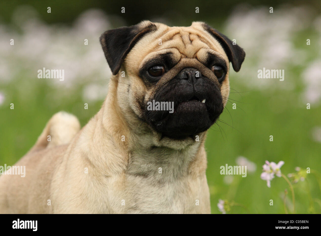 Portrait de Carlin Banque D'Images