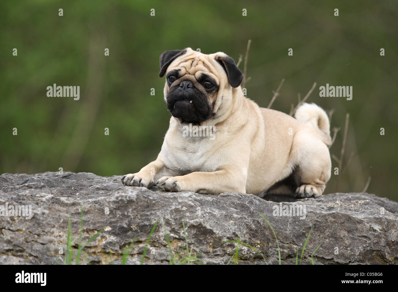 couché de Carlin Banque D'Images