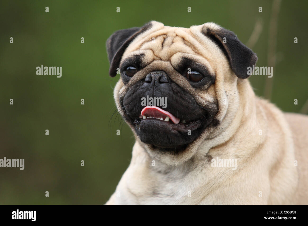 Portrait de Carlin Banque D'Images