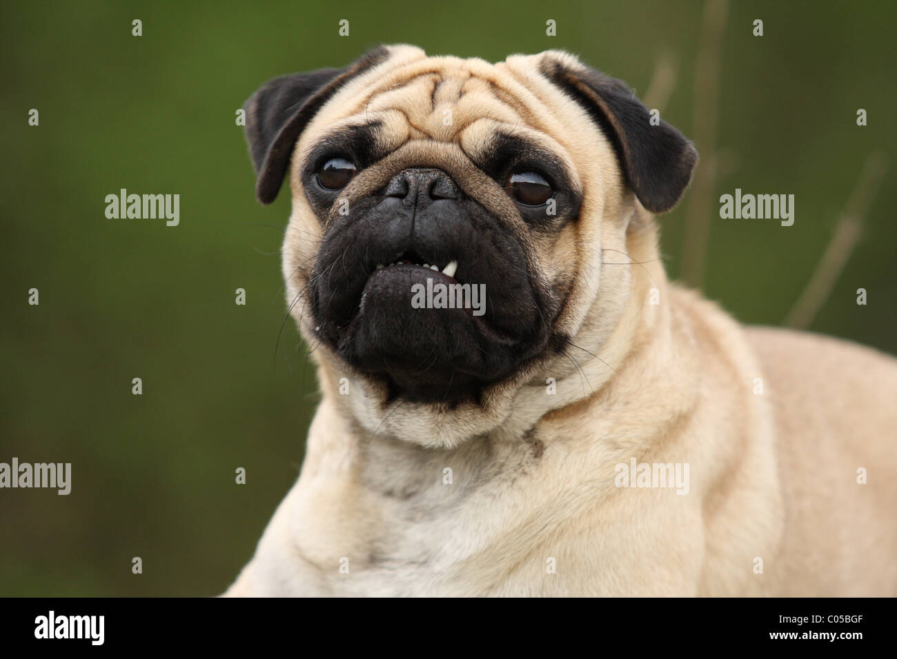 Portrait de Carlin Banque D'Images