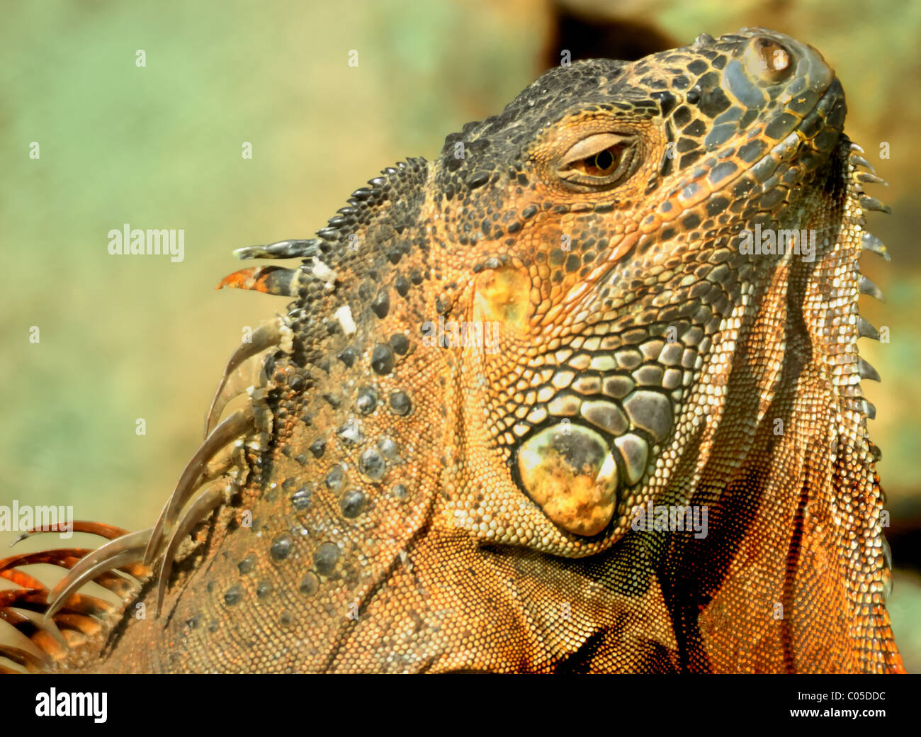Close up of Green Iguana iguana, igiana au début de l'intérieur de soleil zoo avec copie espace Banque D'Images