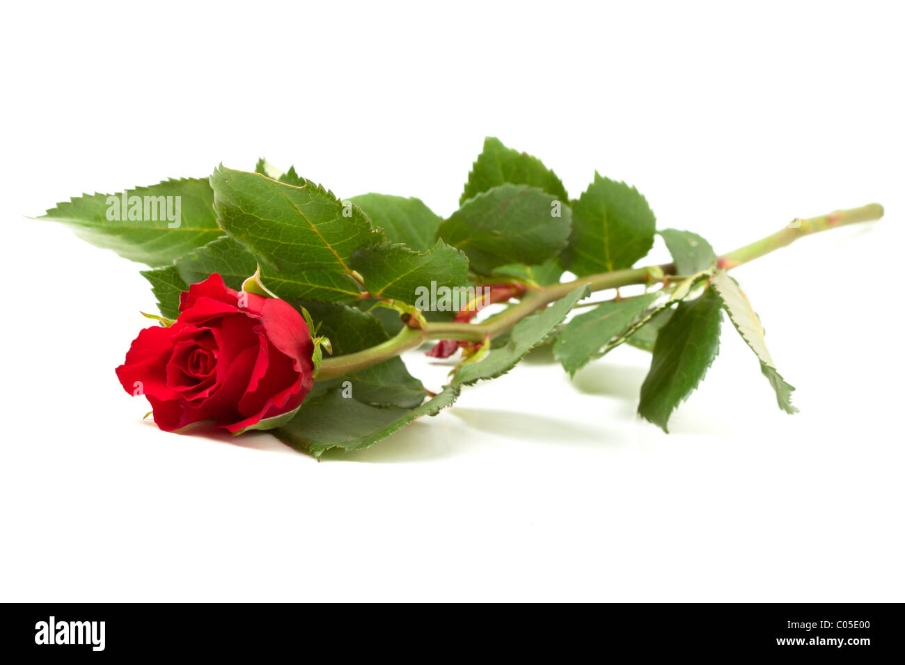 Vibrant Rose Rouge isolé sur fond blanc. Banque D'Images