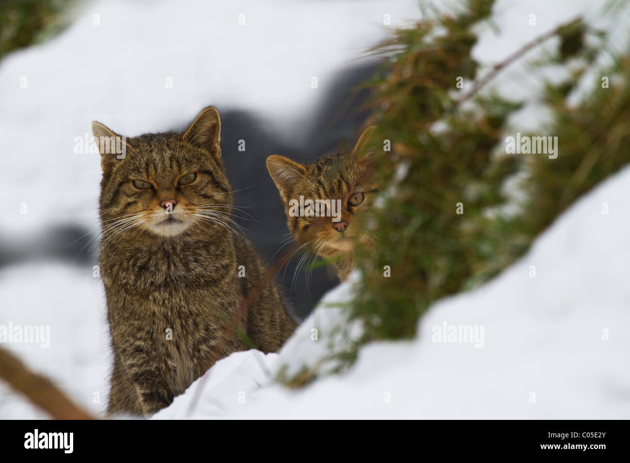 Une paire de Scottish Wildcat (felix sylvestris) dans la neige de l'hiver Banque D'Images