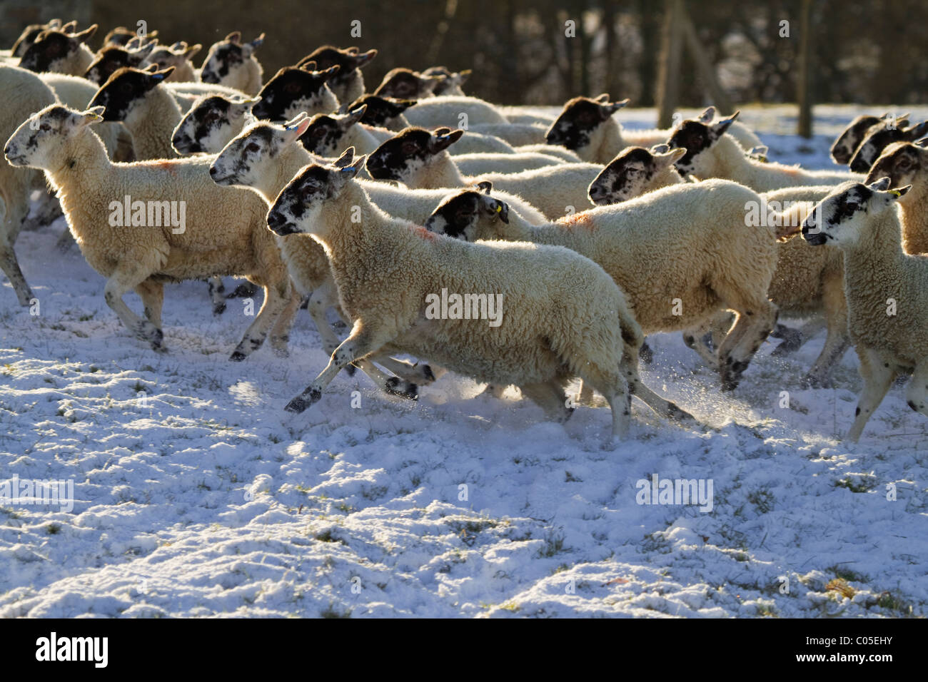 L'exécution de moutons dans la neige Banque D'Images