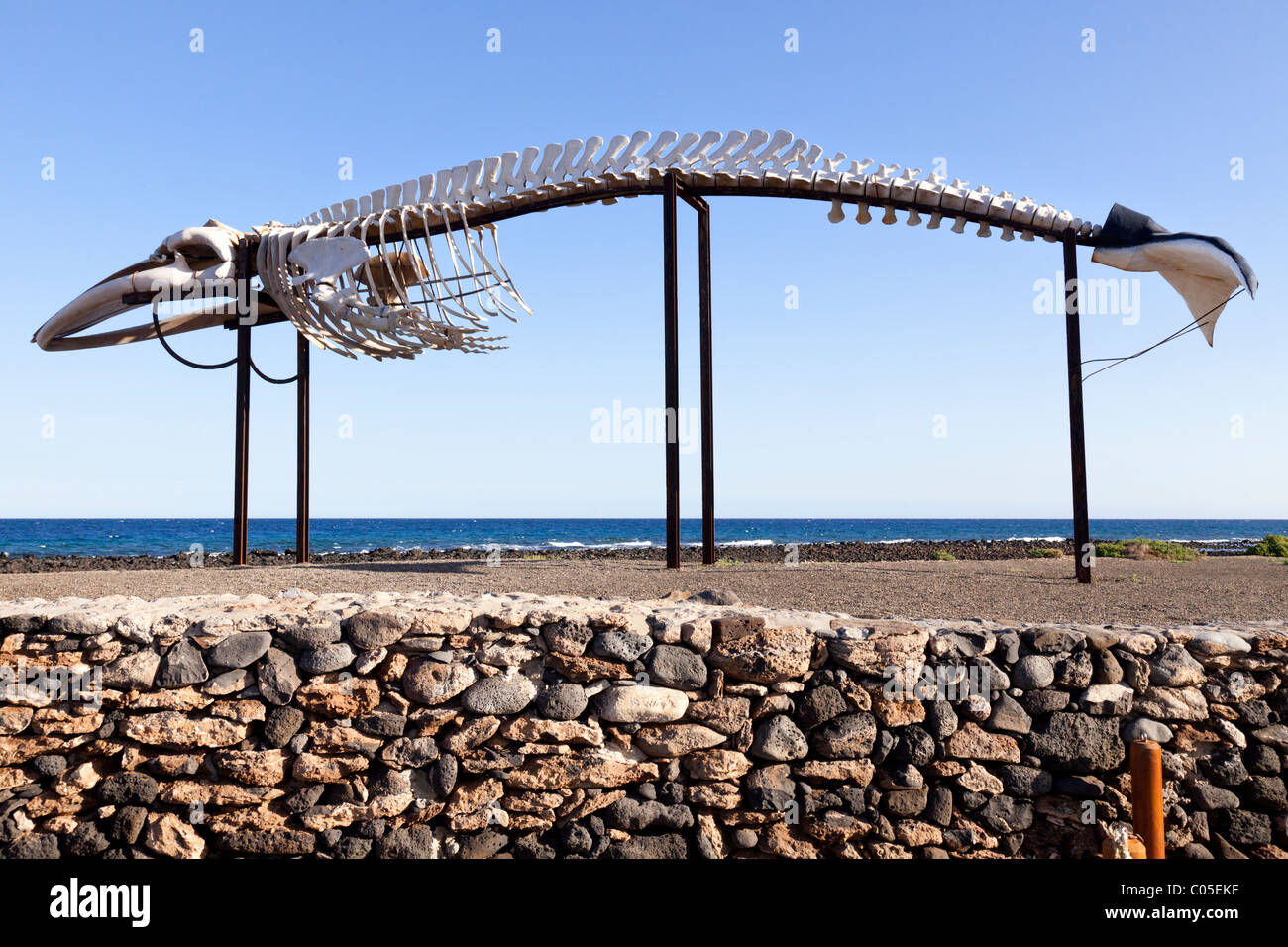Le squelette d'un rorqual commun de 19 mètres de long à la baleine Fuerteventura Le musée du sel sur l'île canarienne de Fuerteventura Banque D'Images