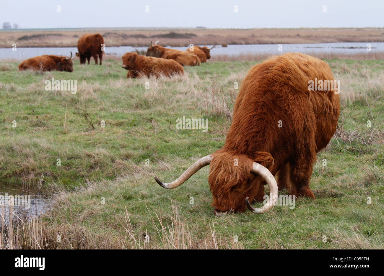 Un taureau Highland cow de mâcher de l'herbe avec plus derrière Banque D'Images