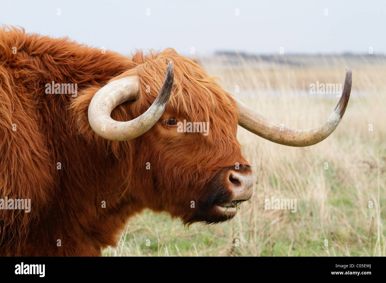 Une vache Highland de mâcher de l'herbe Banque D'Images