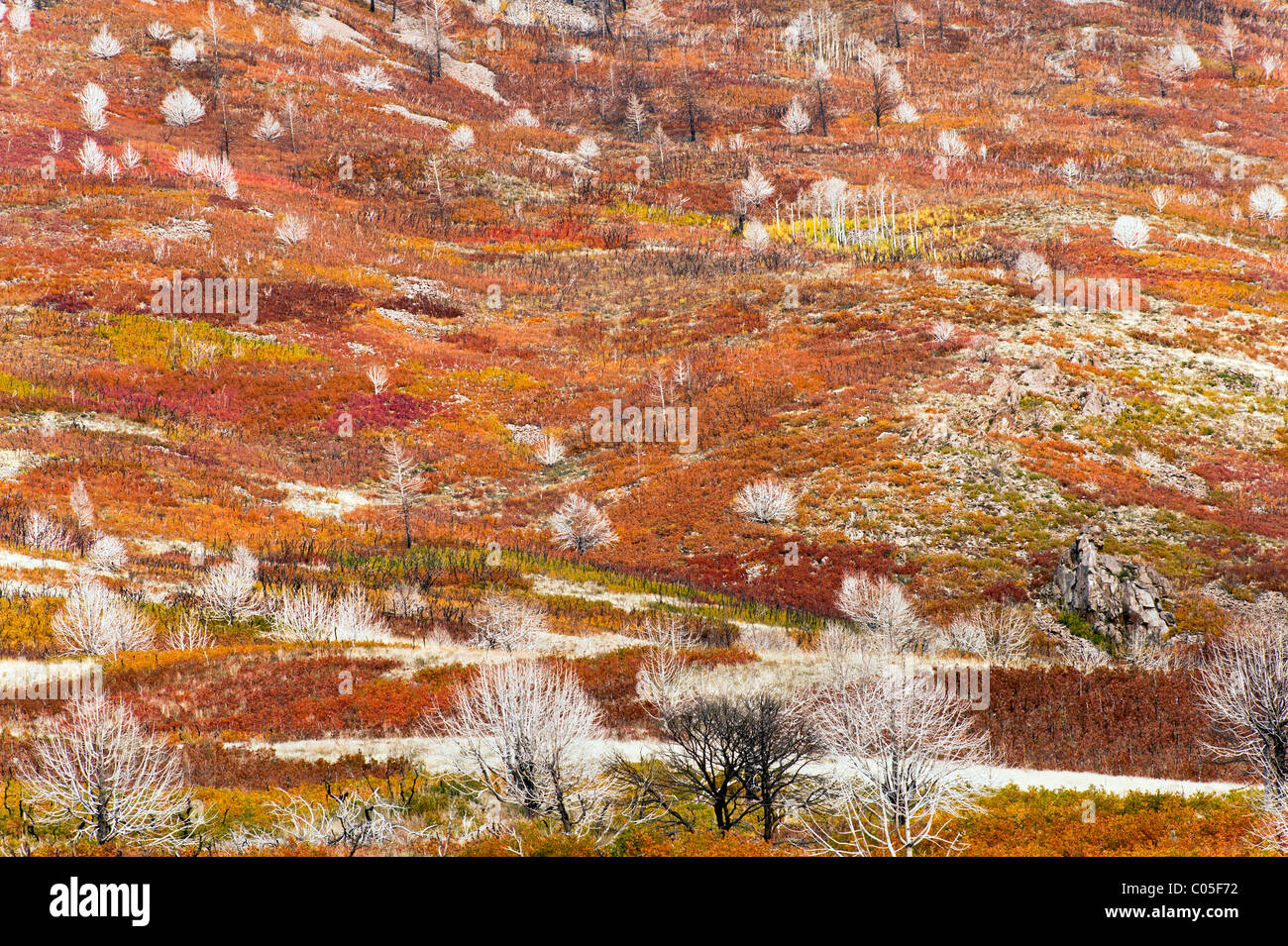 Les couleurs de l'automne ou à l'Automne La Sal Mountain Road près de Moab Utah USA arbres morts et branches montrent des signes d'un récent feu de forêt Banque D'Images