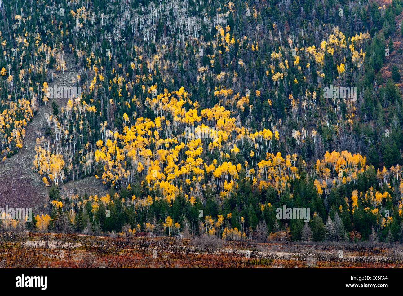 Aspen et de pins sur un flanc de Montagnes La Sal près de Moab Utah USA montrant les couleurs jaune vif de l'automne Banque D'Images