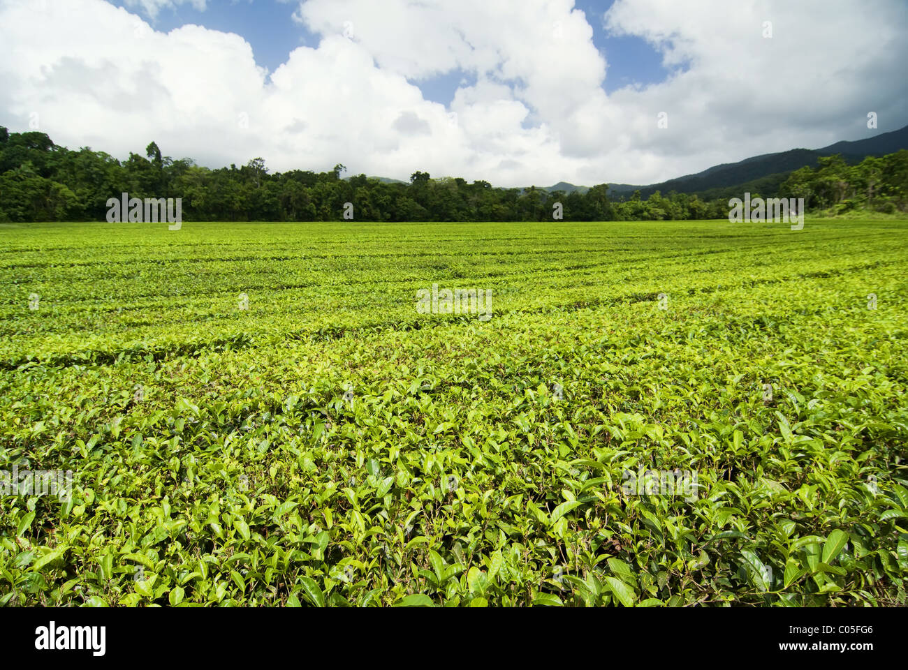 La plantation de thé dans le Queensland, Australie Banque D'Images