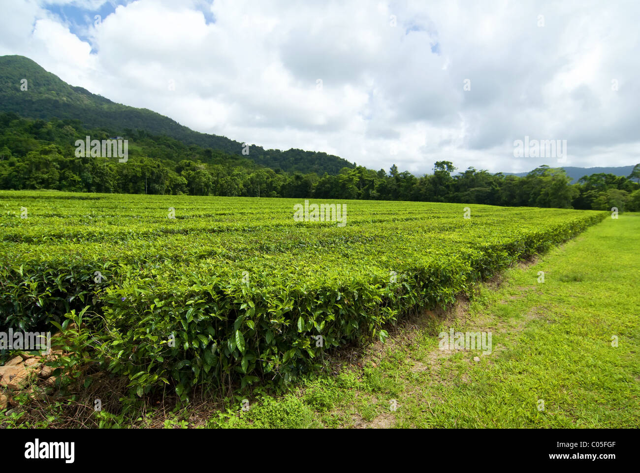 La plantation de thé dans le Queensland, Australie Banque D'Images