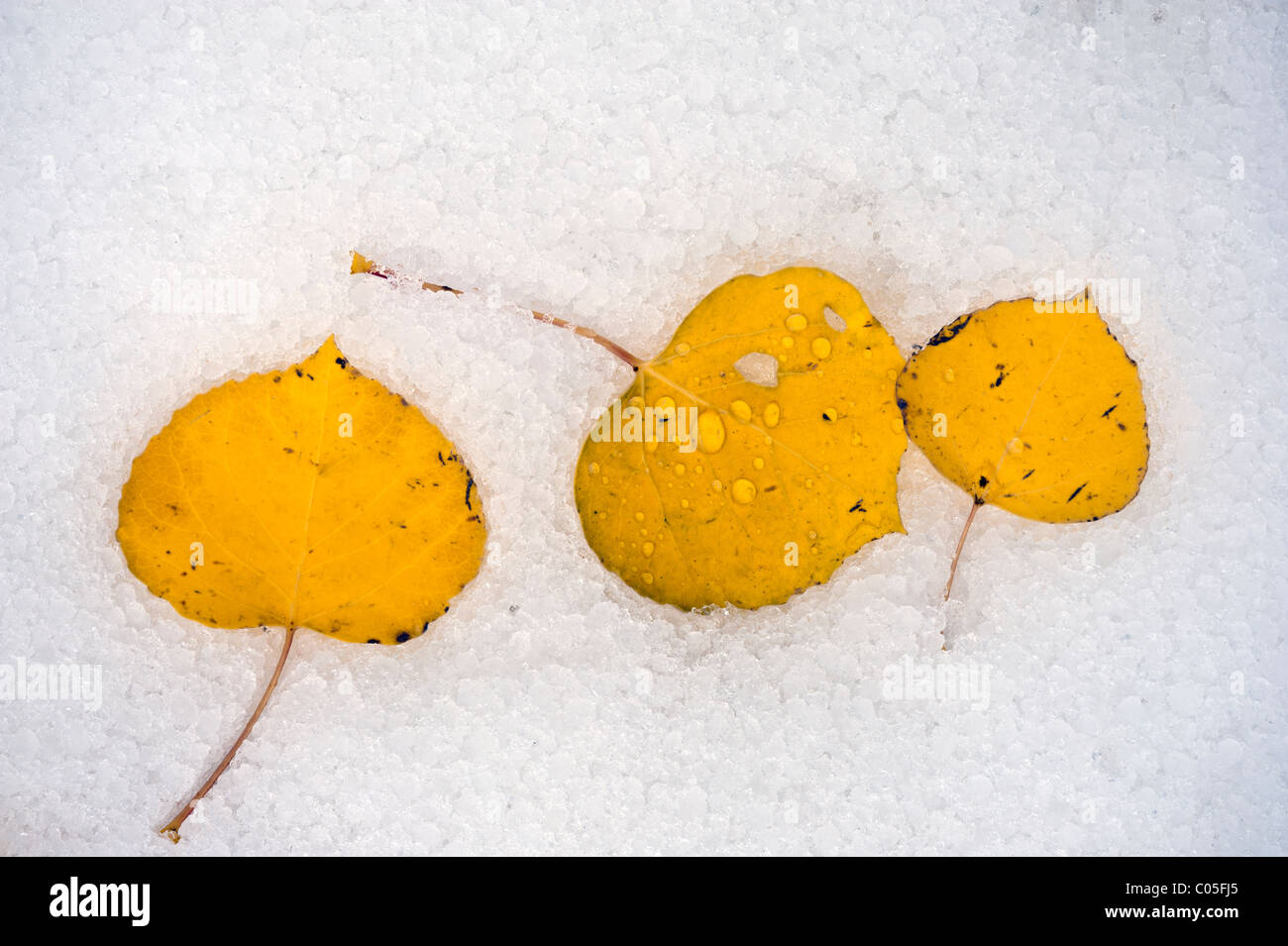 Trois feuilles de tremble dans la couleur de l'automne en appui sur la neige Banque D'Images