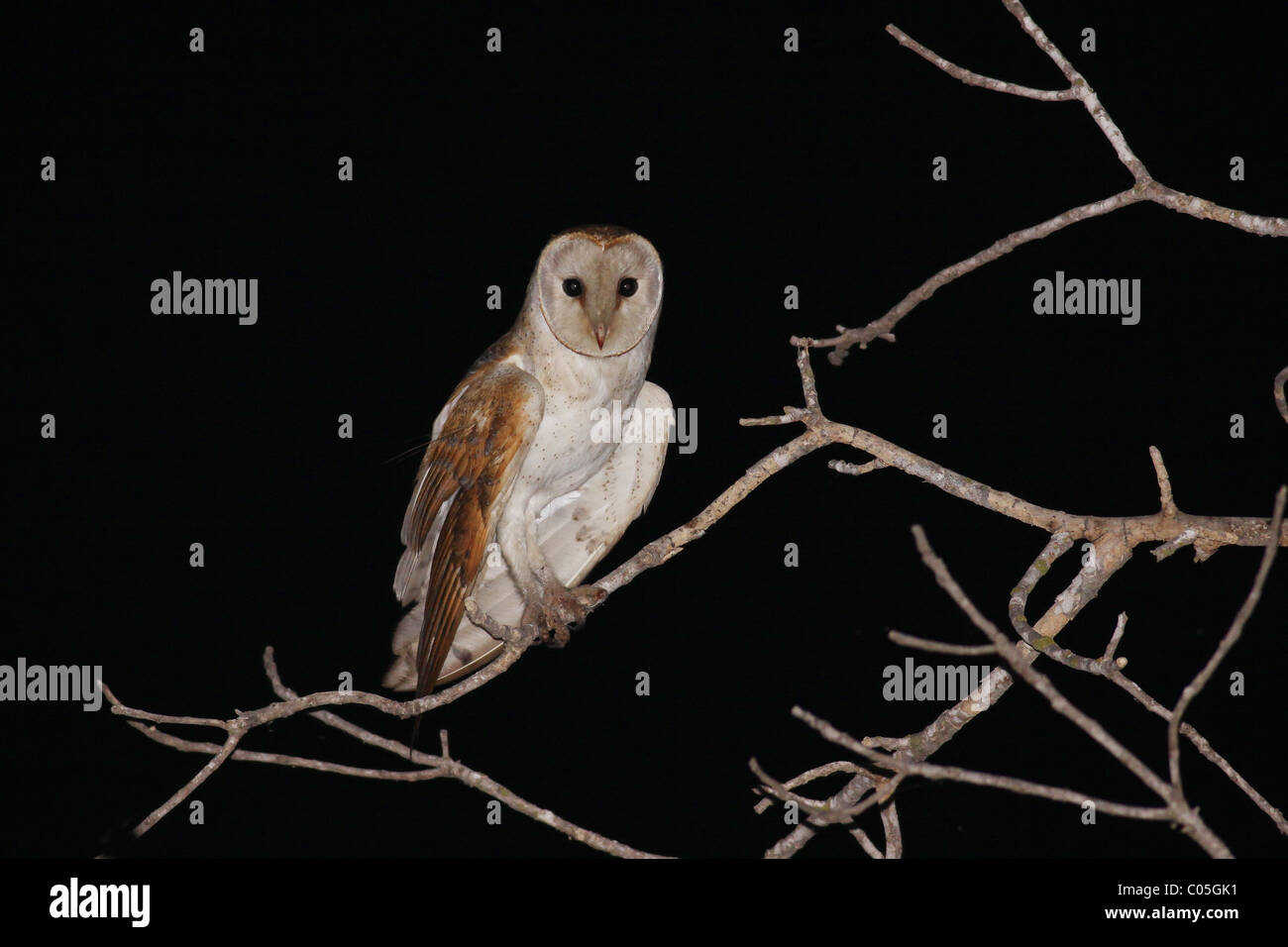Effraie des clochers (Tyto alba) Perché sur une branche Banque D'Images