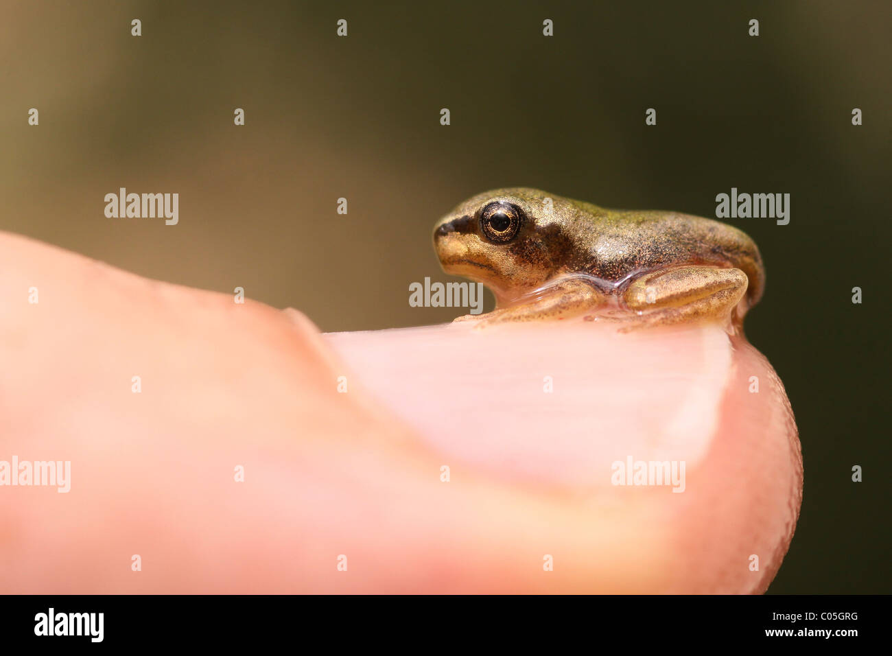 European rainette, Hyla arborea, sur un lis Israël Banque D'Images