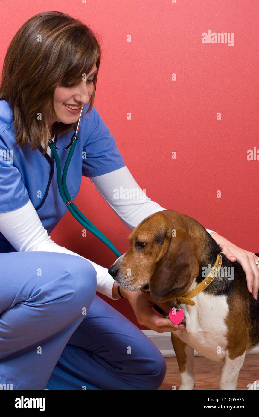 Un vétérinaire a tendance à un malade chien beagle et écoute son cœur avec un stéthoscope. Banque D'Images