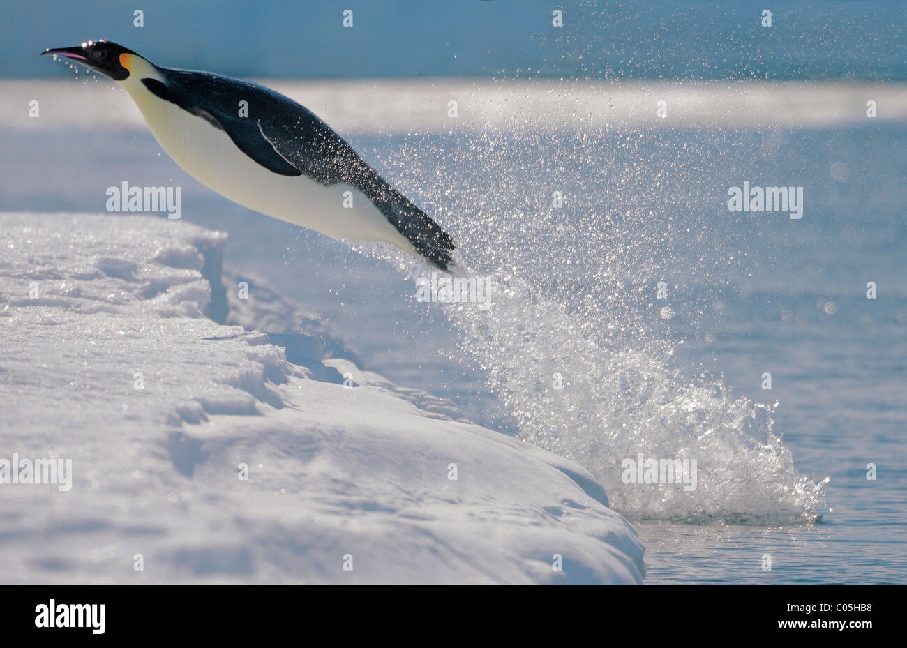 Manchot Empereur de sauter hors de l'eau à la lisière de glace, Snow Hill Island, mer de Weddell, l'Antarctique Banque D'Images