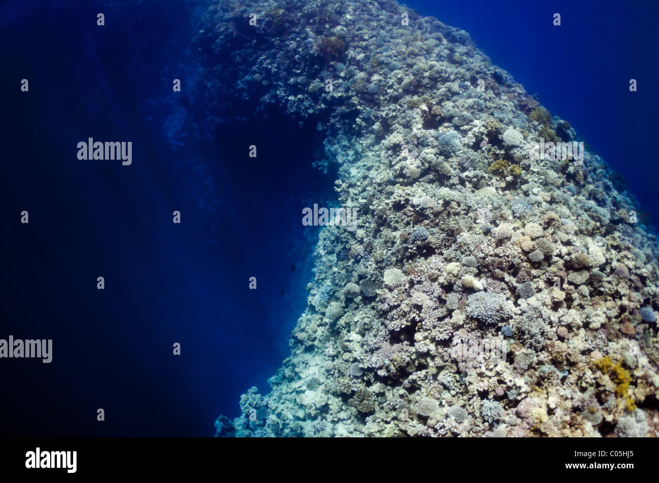 La photo montre le récif de corail de la mer Rouge, près de la ville de Dahab, Egypte. Il existe différents types de coraux et poissons. Banque D'Images