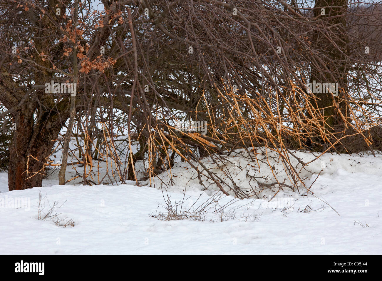 Lièvre d'Europe (Lepus europaeus) écorce dépouillée de Bush dans la neige en hiver Banque D'Images