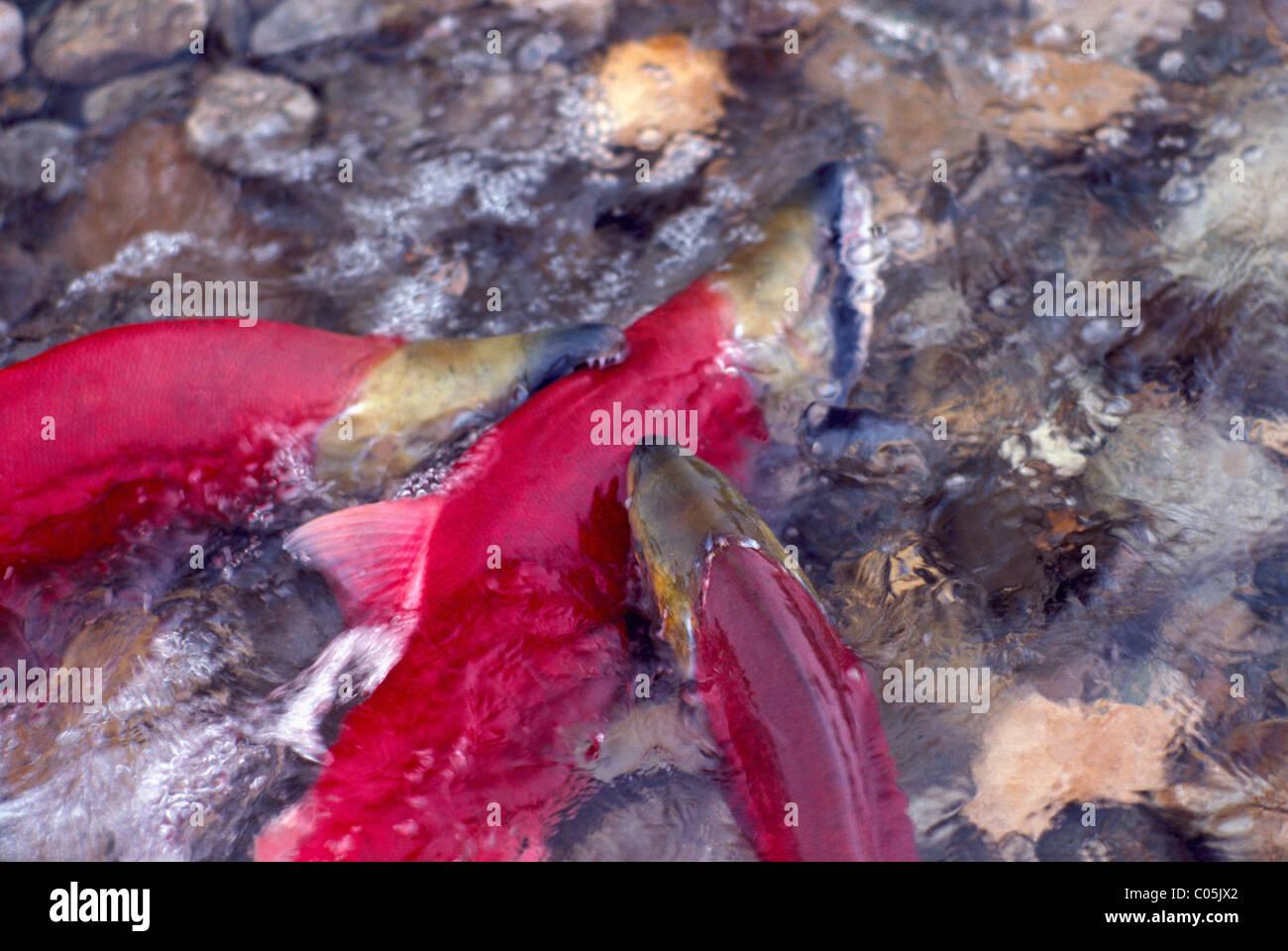 Saumon sockeye (Oncorhynchus nerka) d'attaquer et de mordre le poisson mâle au cours de la rivière Adams, BC, British Columbia, Canada Banque D'Images