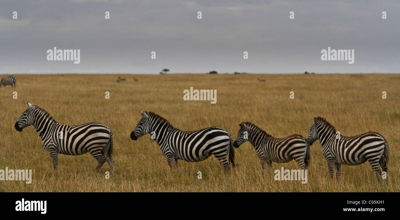 Quatre le zèbre de Burchell vu de profil de leur gauche sur le plaines kenyanes. Banque D'Images