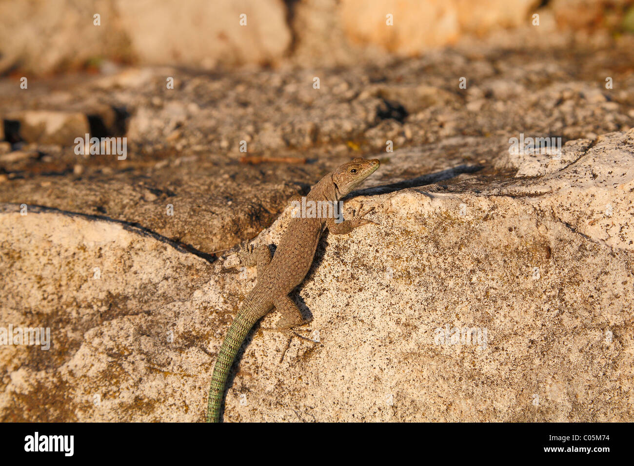 Lizard sur le rocher Banque D'Images