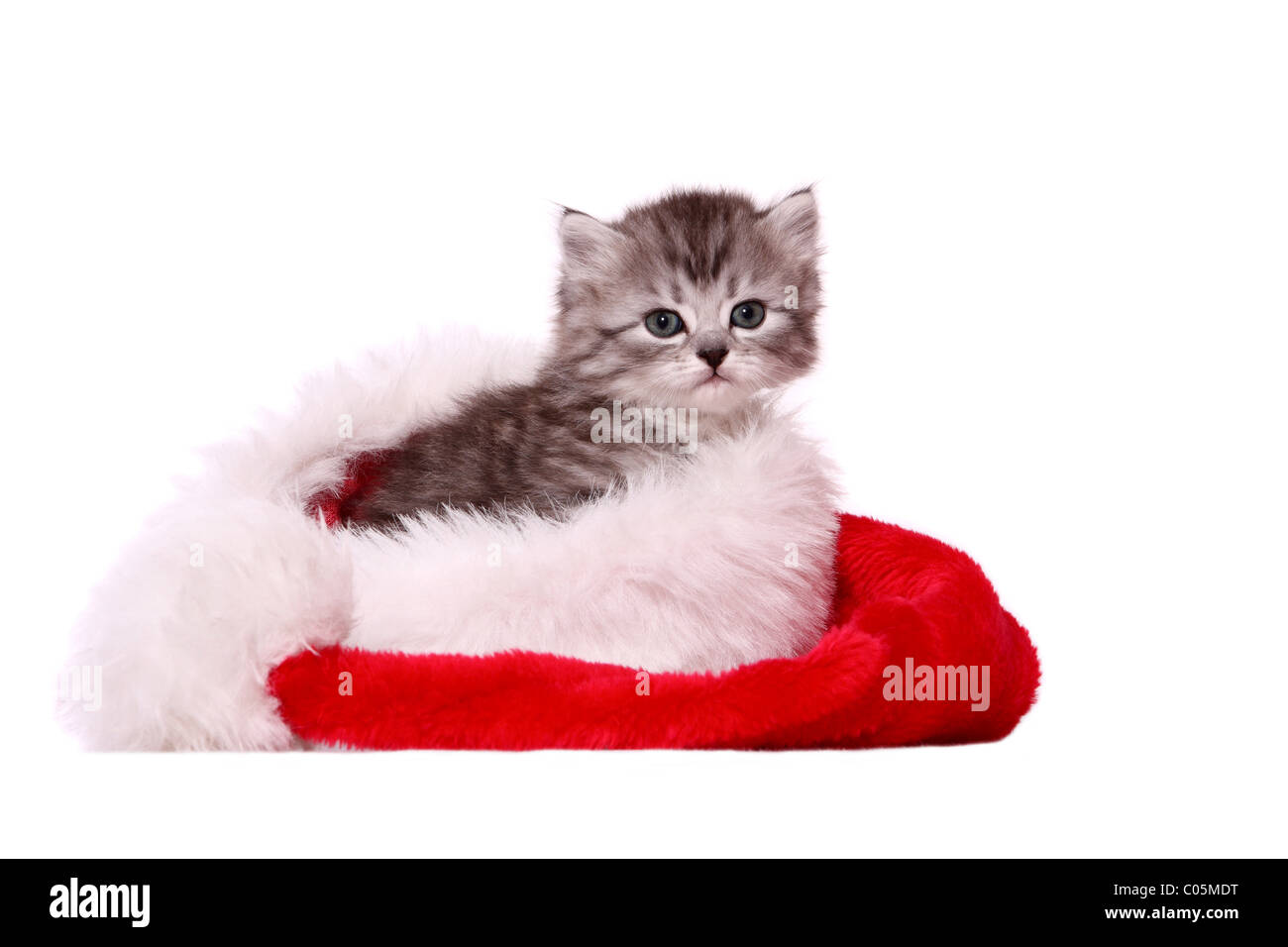 Chaton British Shorthair Banque D'Images