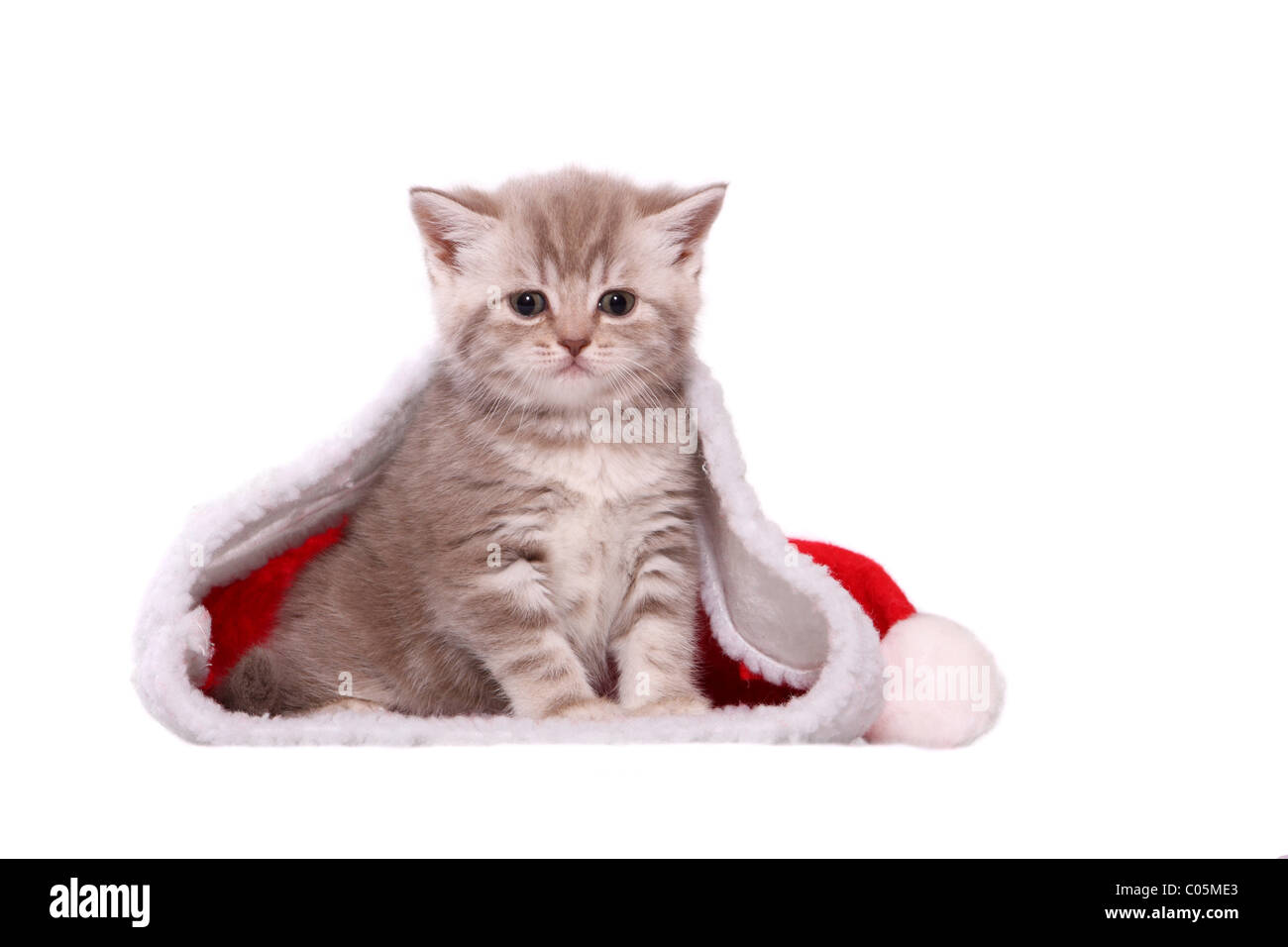 Chaton British Shorthair Banque D'Images