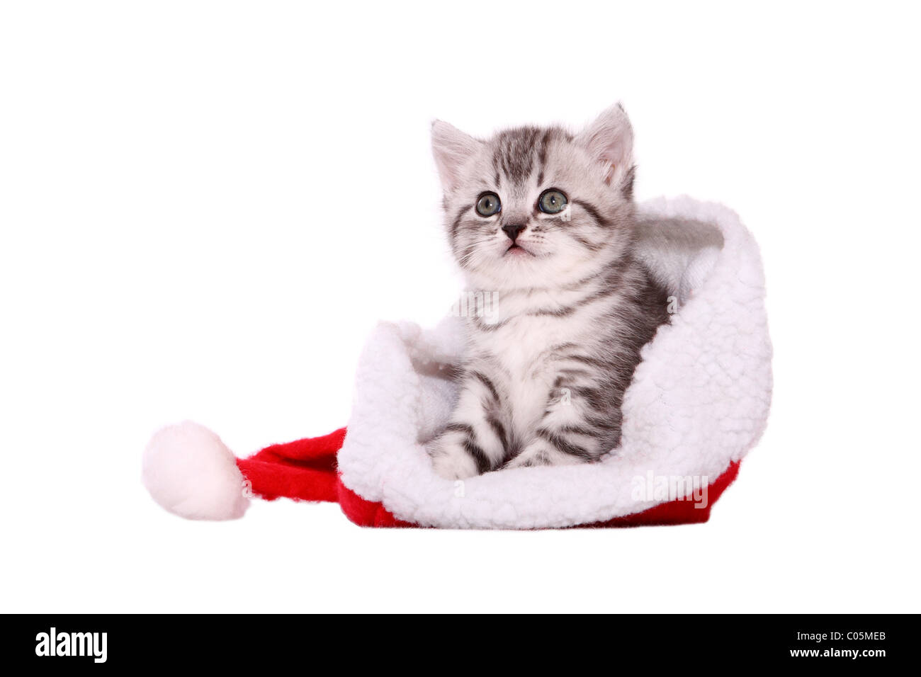 Chaton British Shorthair Banque D'Images
