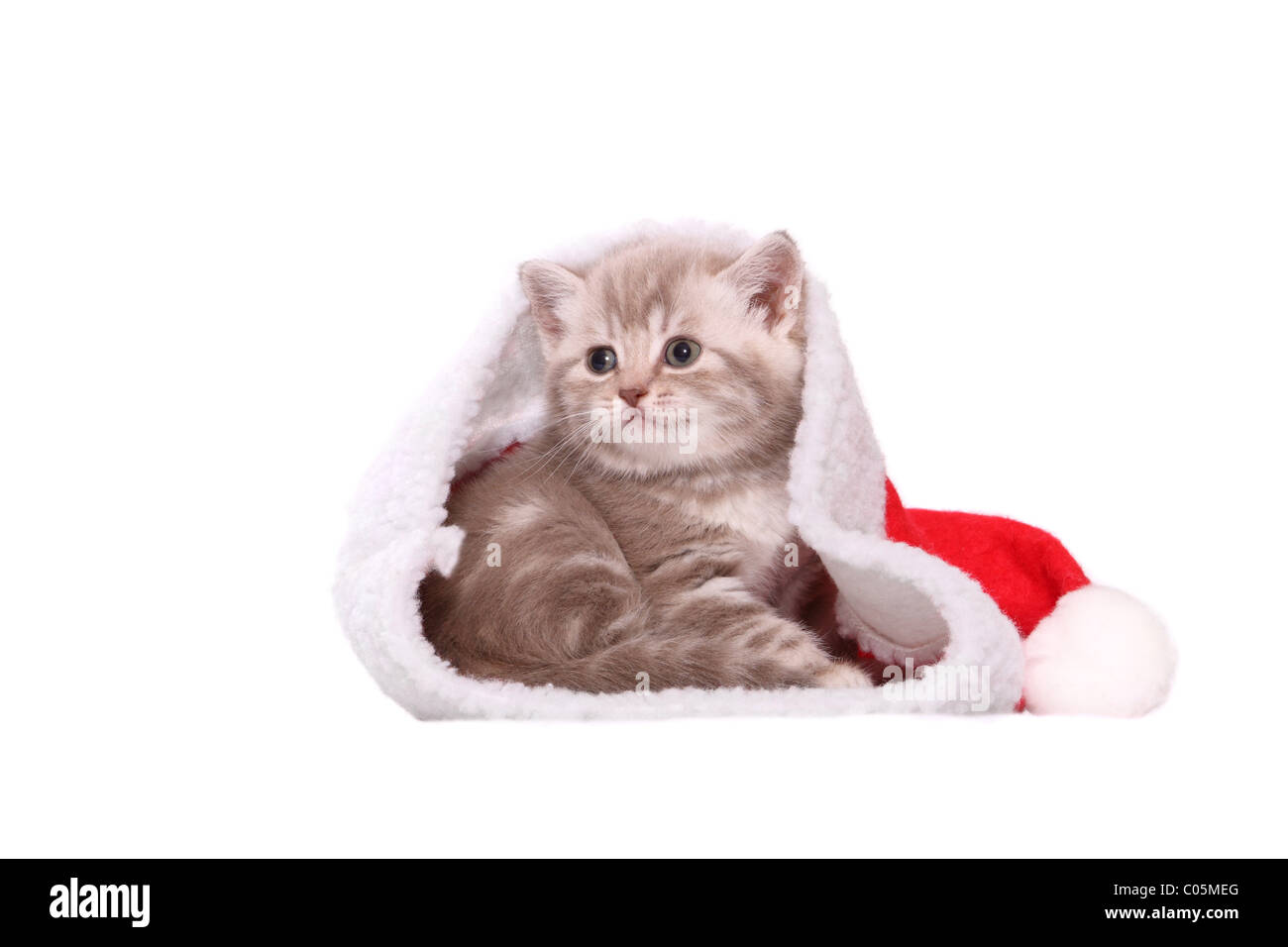 Chaton British Shorthair Banque D'Images