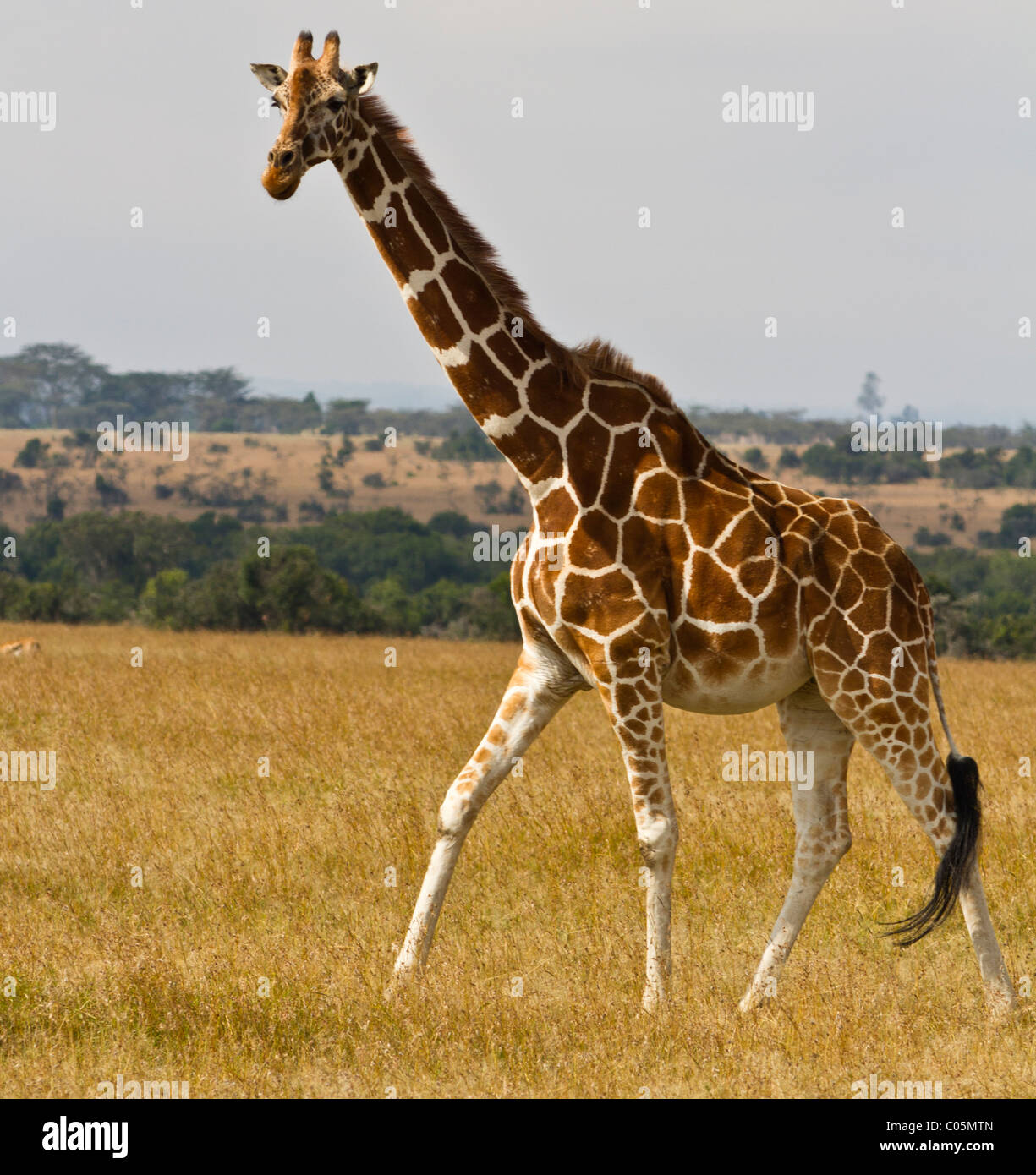 Une giraffe réticulée sur les plaines d'Ol Pejeta Conservancy, au Kenya. L'animal est vu de gauche c'est le déplacement vers la gauche de la Banque D'Images