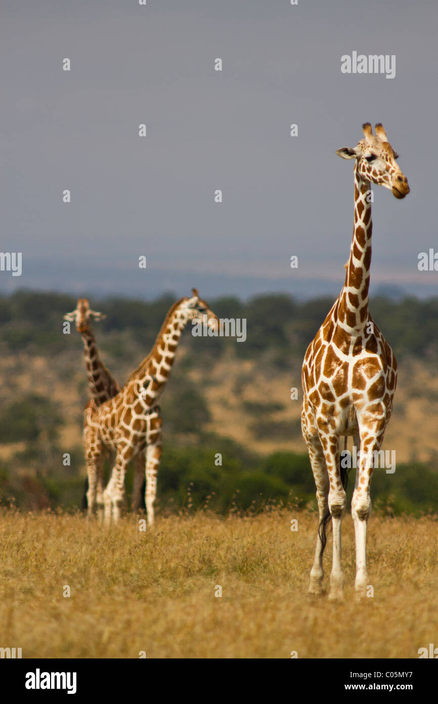 Trois giraffe réticulée, au Kenya. Le plus proche est à une mise au point avec les deux autres defocused pour équilibrer la composition. Banque D'Images