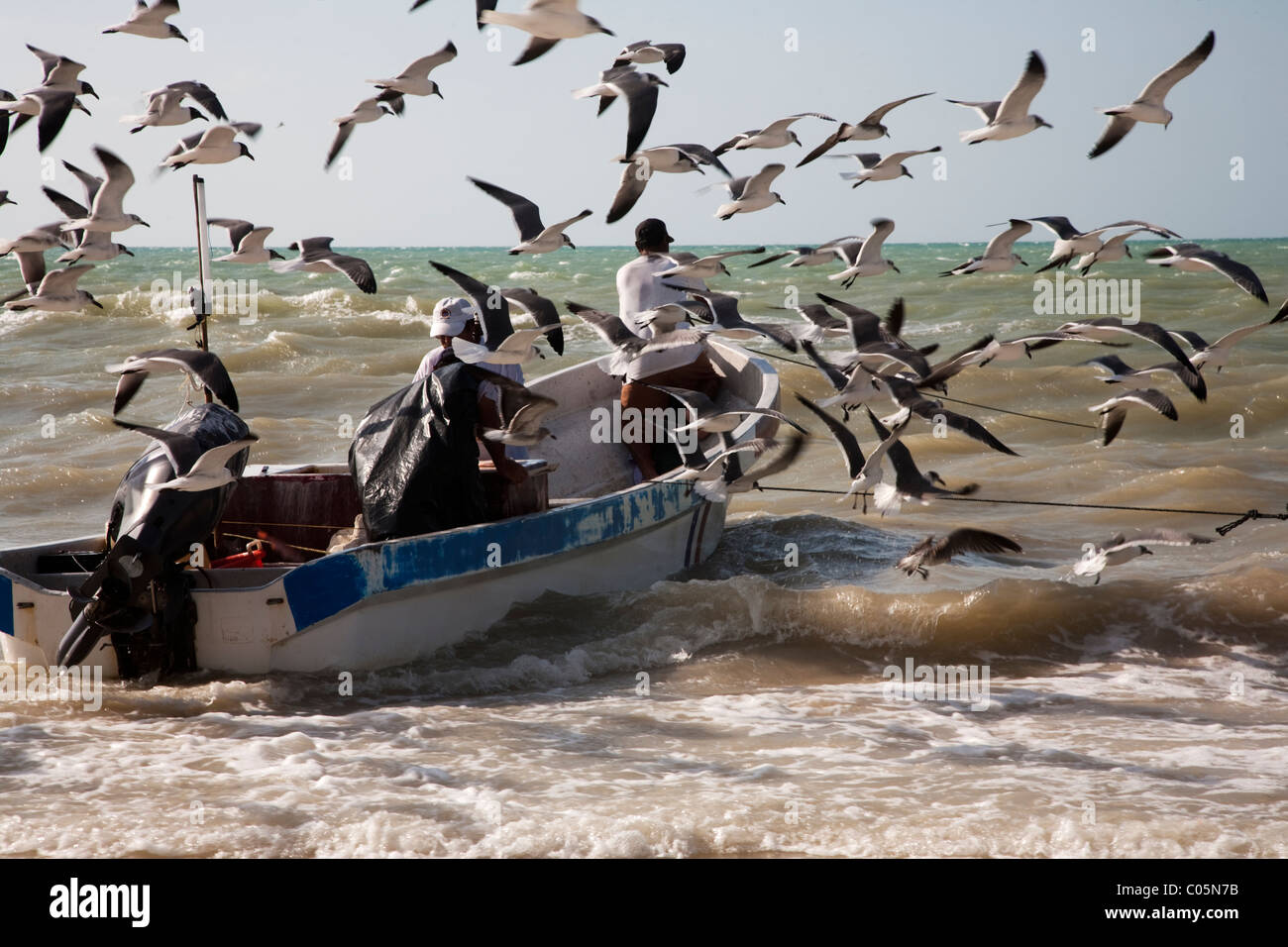 Les pêcheurs de Progreso sur l'or du Mexique, Yucatan, Mexique viennent à la rive avec poisson frais. Mouettes entourent le bateau. Banque D'Images