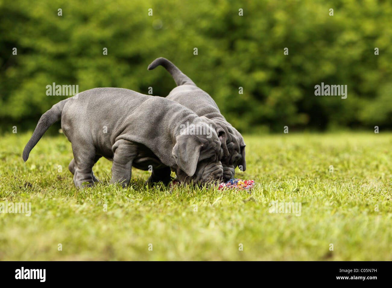 Mastino Napoletano chiot Banque D'Images