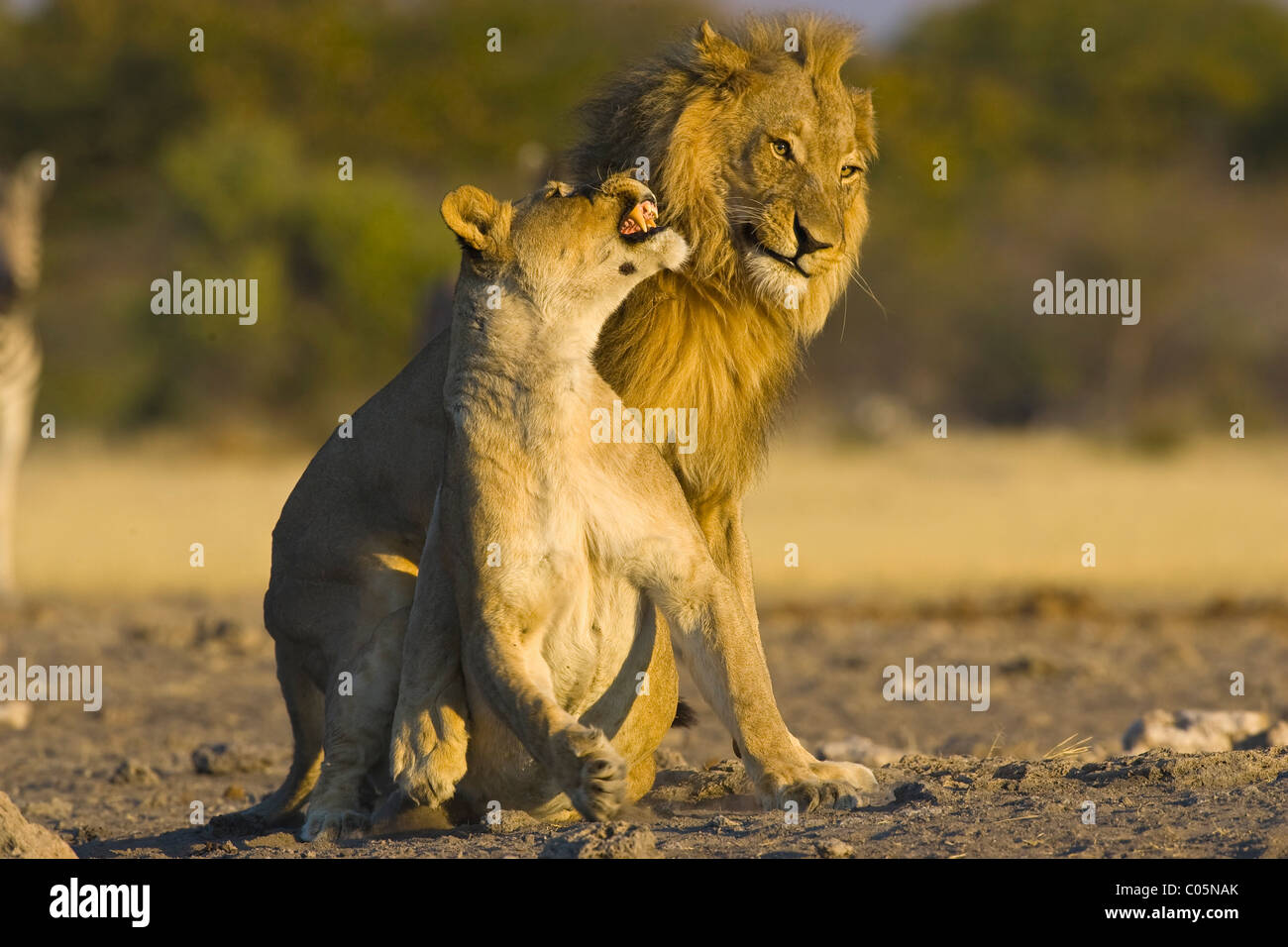 Les lions de l'Afrique de l'accouplement, Etosha National Park, Namibie Banque D'Images