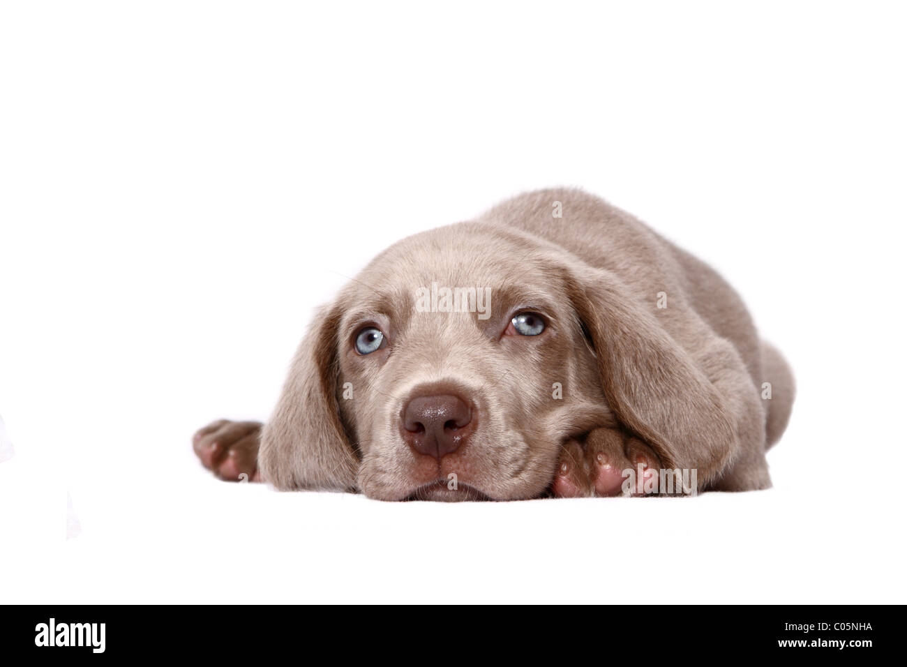 Chiot Weimaraner Banque D'Images