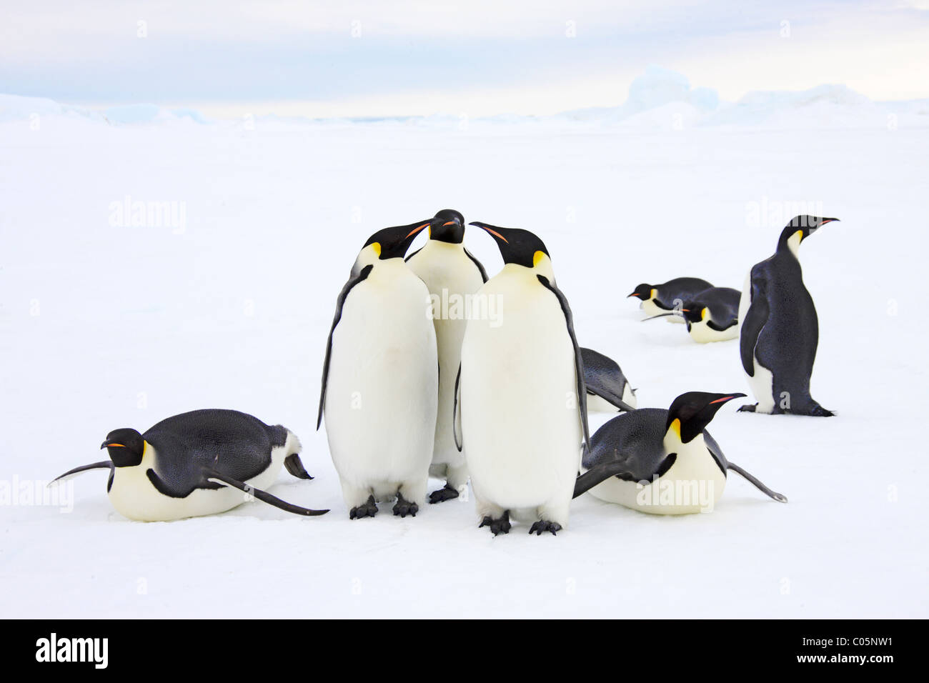 Emperor Penguin Group, octobre, Snow Hill Island, mer de Weddell, l'Antarctique. Banque D'Images