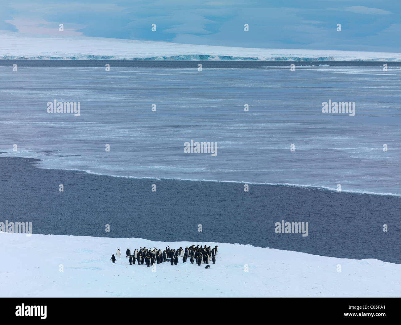 Manchots empereurs rassemblement à la lisière de glace avant de sauter dans la mer, octobre, Snow Hill Island, mer de Weddell, l'Antarctique. Banque D'Images