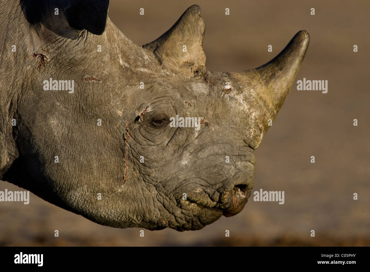 Rhinocéros noir Portrait, Etosha National Park, Namibie. Banque D'Images