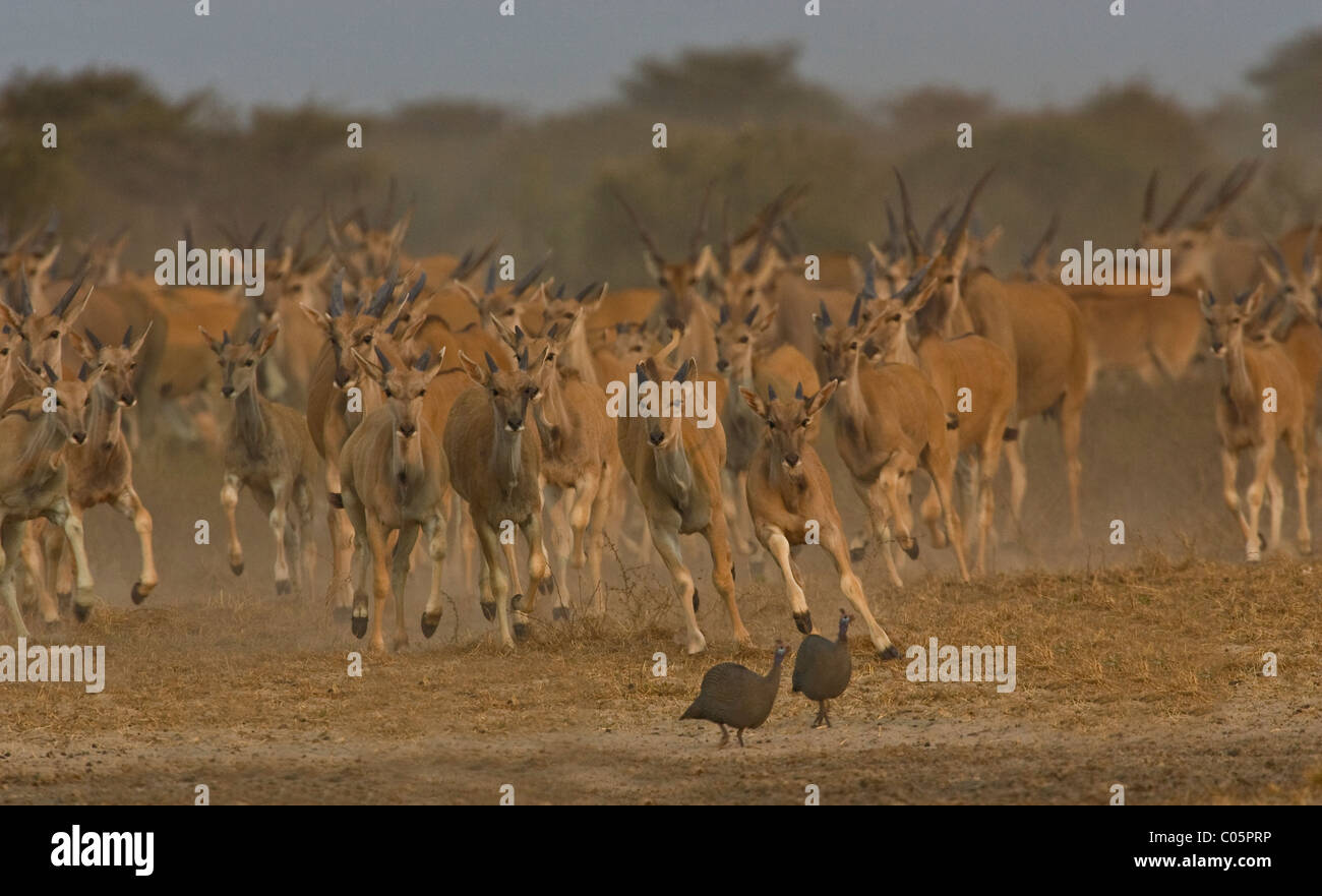 Eland troupeau courir vers waterhole, Etosha National Park, Namibie. Banque D'Images