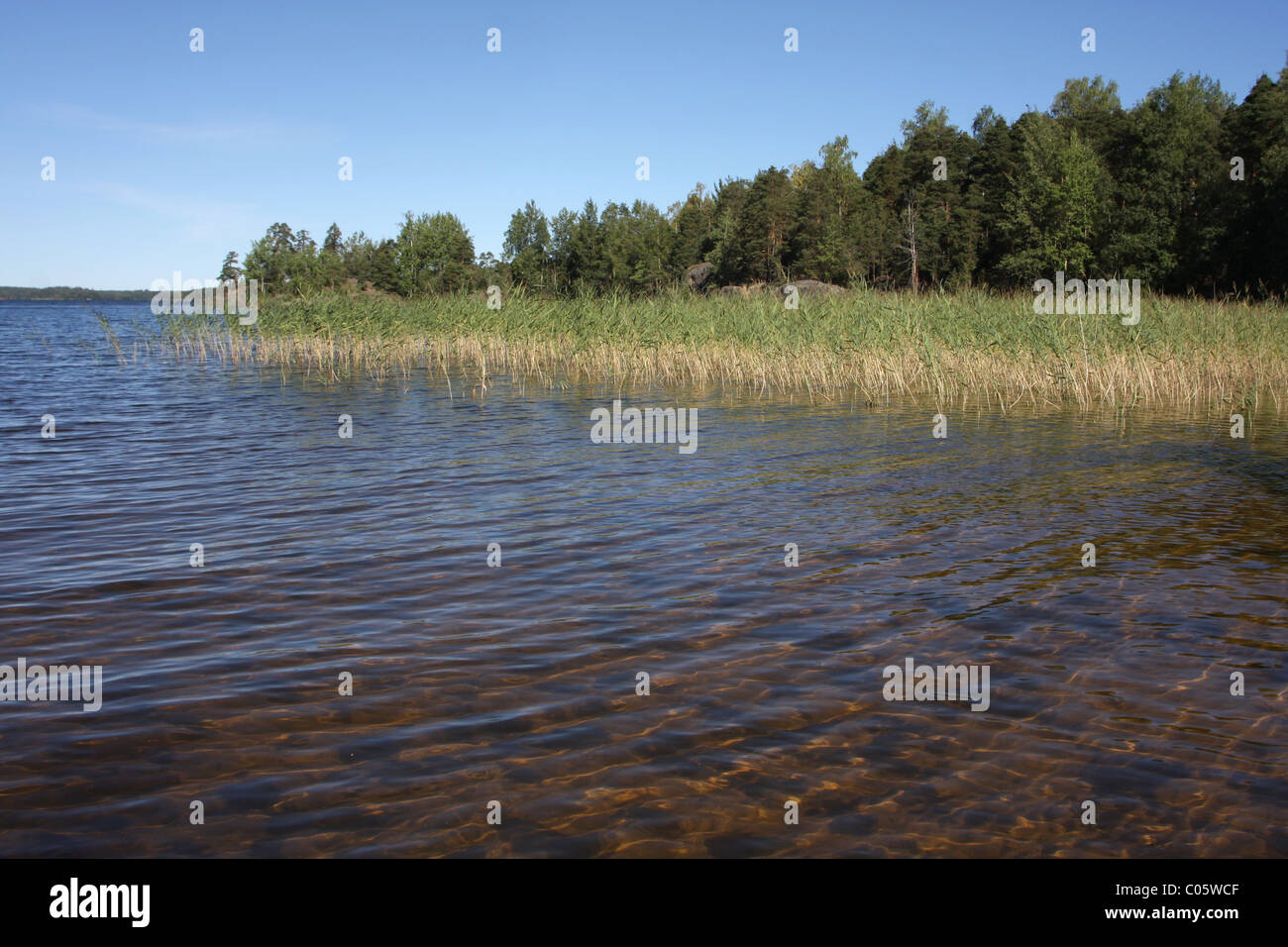 Lac finlandais côte en été Banque D'Images