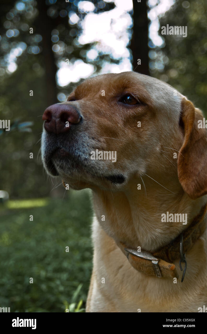 Labrador Retriever jaune Banque D'Images