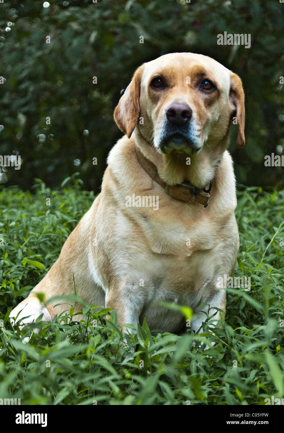 Labrador Retriever jaune Banque D'Images