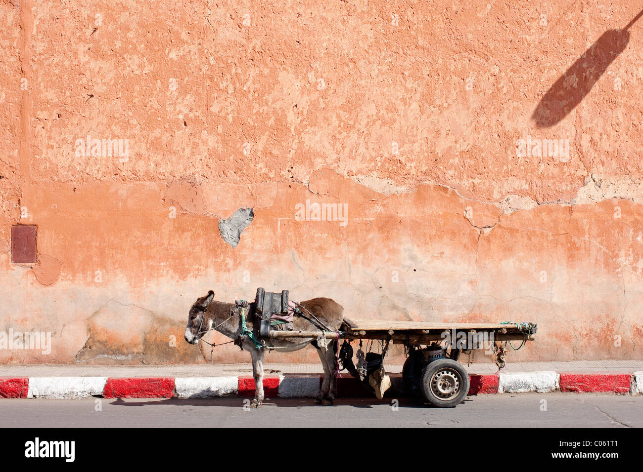 Âne marocain dans la rue à Marrakech Banque D'Images